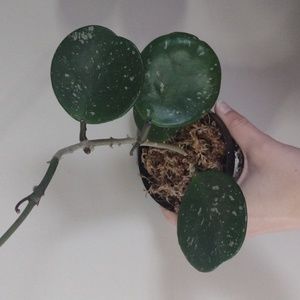 Hoya Obovata Splash